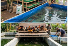 Pilihan 7 Ikan Air Tawar Tangguh untuk Kolam Kandang Ayam: Cepat Panen dan Minim Perawatan