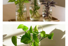 Rumah Lebih Segar Tanpa Ribet: 5 Tanaman Hias Tanpa Tanah yang Cantik dan Kekinian