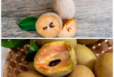 Buah Sawo Ternyata Kaya Nutrisi! Ini Deretan Manfaatnya untuk Daya Tahan dan Kesehatan Tubuh