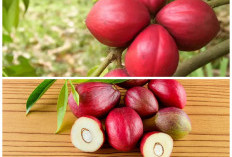 Buah Mahkotadewa dan Segudang Khasiatnya: Herbal Alami untuk Mendukung Kesehatan Tubuh