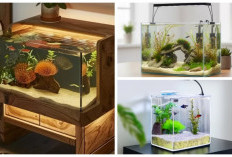 Inspirasi Akuarium Kamar Minimalis: Cantik, Estetik, dan Bikin Suasana Lebih Hidup