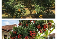 8 Cara Jitu Merawat Pohon Rambutan agar Pendek dan Rajin Berbuah