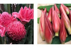 6 Manfaat Kecombrang untuk Kesehatan serta Cara Memilih dan Mengolahnya