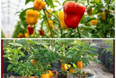 Halaman Rumah Makin Menarik! Panduan Menanam Paprika Anti Ribet, Mudah Berbuah dan Cocok untuk Pemula