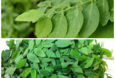  Manfaat Daun Katuk untuk Kesehatan Tubuh yang Jarang Diketahui