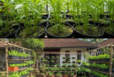 Tak Perlu Menunggu Lama, Ini 10 Tanaman yang Bisa Segera Dipanen