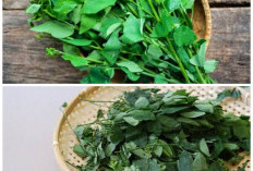 Sering Tumbuh Liar di Pekarangan, Daun Bangun-Bangun Ternyata Punya 7 Khasiat Luar Biasa Ini!