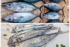 Ikan Tenggiri Tak Hanya Enak: Sumber Nutrisi Penting untuk Kesehatan Tubuh