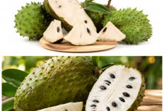 5 Manfaat Buah Sirsak untuk Kesehatan, Kaya Nutrisi dan Baik Dikonsumsi Setiap Hari!