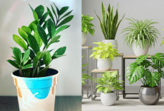 Inspirasi Tanaman Favorit Anak Muda untuk Sudut Rumah yang Cantik!