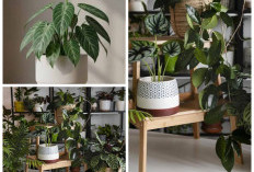 Indah Dipandang, Ternyata Beracun! 5 Tanaman Hias Berbunga yang Wajib Diwaspadai di Rumah!