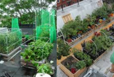 Ide Kreatif Manfaat Atap Rumahmu Jadi Kebun Sayuran dan Bunga di Lahan Sempit!