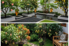 Tak Cuma Cantik, 10 Pohon Buah Ini Bikin Halaman Rumah Lebih Hidup dan Panen Sendiri!