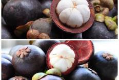 Rahasia Khasiat Manggis: 5 Manfaat Buah Tropis yang Baik untuk Tubuh!