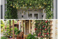 Inspirasi Teras Rumah Asri: Tanaman Buah Merambat yang Bikin Nuansa Alami dan Sejuk