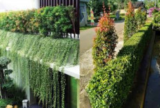 Tanaman Hias untuk Pagar Rumah, Cantik dan Mudah Dirawat!