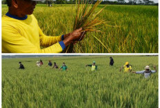 Sawah Mulai Menguning? Waspada! Ini 5 Cara Mengenali Serangan Hama Padi Sejak Dini Sebelum Gagal Panen
