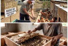 Cuma Modal Receh! 5 Peluang Usaha Ternak Murah yang Cepat Hasil untuk Pemula