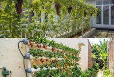 5 Ide Kebun Buah Kecil di Depan Rumah Seperti Taman Kafe Rumahan untuk Lahan Terbatas