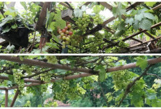 Teras Rumah Jadi Lebih Cantik dengan 10 Desain Kebun Anggur Ala Mediterania