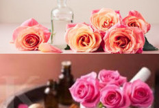 Waw Baru Tahu! 9 Manfaat Bunga Mawar, Mulai dari Meringankan Nyeri Haid hingga Meredakan Iritasi 