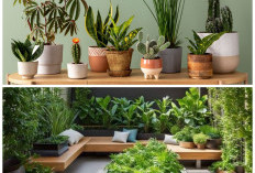 10 Ide Tanaman Indoor untuk Rumah Minimalis yang Segar dan Instagramable