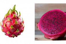10 Manfaat Buah Naga Merah bagi Kesehatan