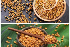 Manfaat Tersembunyi Fenugreek: Rahasia Alami untuk Menjaga Kesehatan Tubuh