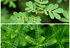 Wajib Tahu! 5 Manfaat Daun Meniran yang Baik untuk Daya Tahan dan Kesehatan