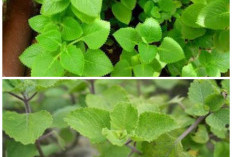 Mengenal Daun Bangun-Bangun: Tanaman Herbal Berkhasiat Tinggi untuk Dongkrak Imunitas Harian!