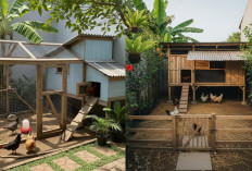Desain Kandang Ayam Pedaging di Belakang Rumah, Praktis dan Menguntungkan!