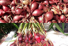 Nyesel Baru Tahu! Ini yang Terjadi pada Tubuh Jika Rutin Mengonsumsi Air Rebusan Bawang Dayak