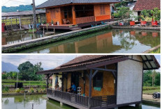 Sejuk dan Menawan! Ide Desain Rumah dengan Kolam Ikan di Bawahnya untuk Suasana Lebih Tenang