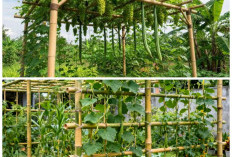 7 Cara Membuat Rambatan Sayur dari Bambu untuk Lahan Sempit: Praktis, Kuat, dan Hemat Biaya