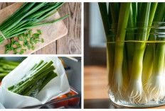 Rahasia Kulkas: Cara Menyimpan Daun Bawang Agar Tetap Segar Hingga 3 Minggu