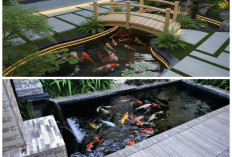 Sentuhan Alami untuk Rumah: Inspirasi Kolam Ikan Natural Estetik yang Mudah Dibangun
