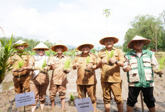 Hadapi El Nino, Pemkot Pagar Alam Dukung Swasembada Pangan Nasional