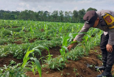 Bhabinkamtibmas Polsek Dempo Tengah Dukung Ketahanan Pangan
