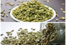 Bukan Sekadar Bumbu! Biji Adas Punya 10 Manfaat Hebat untuk Kesehatan Tubuh