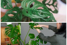 Cara Mudah Merawat Janda Bolong Agar Daunnya Tetap Hijau, Subur, dan Tidak Menguning