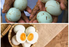 Khasiat Telur Bebek untuk Kesehatan: Nutrisi Lengkap Penunjang Energi dan Daya Tahan Tubuh