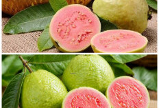 Manfaat Luar Biasa Jambu Biji untuk Kesehatan, Buah Murah dengan Khasiat Tak Terduga!