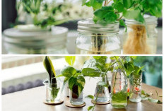 Unik dan Praktis! 7 Tanaman Hias Air di Botol yang Percantik Rumah Tanpa Ribet Perawatan