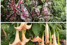 Cantik Memikat Namun Berbahaya! 5 Bunga Hias Populer Ini Ternyata Mengandung Racun