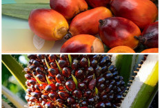 Khasiat Buah Sawit untuk Kesehatan: Jaga Jantung hingga Dukung Kesehatan Mata