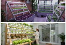 Rekomendasi Tanaman Hias Hidroponik Dalam Ruangan yang Mudah Dirawat dan Estetik di 2026