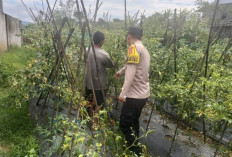 Bhabinkamtibmas Pantau Kebun Cabai Warga Selibar, Perkuat Ketahanan Pangan Nasional