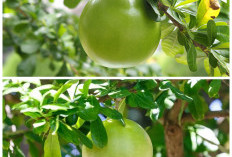 Buah Berenuk yang Jarang Diketahui, Ternyata Punya Segudang Manfaat untuk Kesehatan!