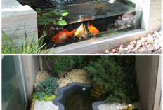 Rahasia Membuat Kolam Ikan Mini di Lahan 1 Meter, Tetap Mewah tapi Low-Budget