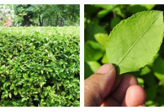 Beluntas: Herbal Alami untuk Menunjang Kesehatan Tubuh